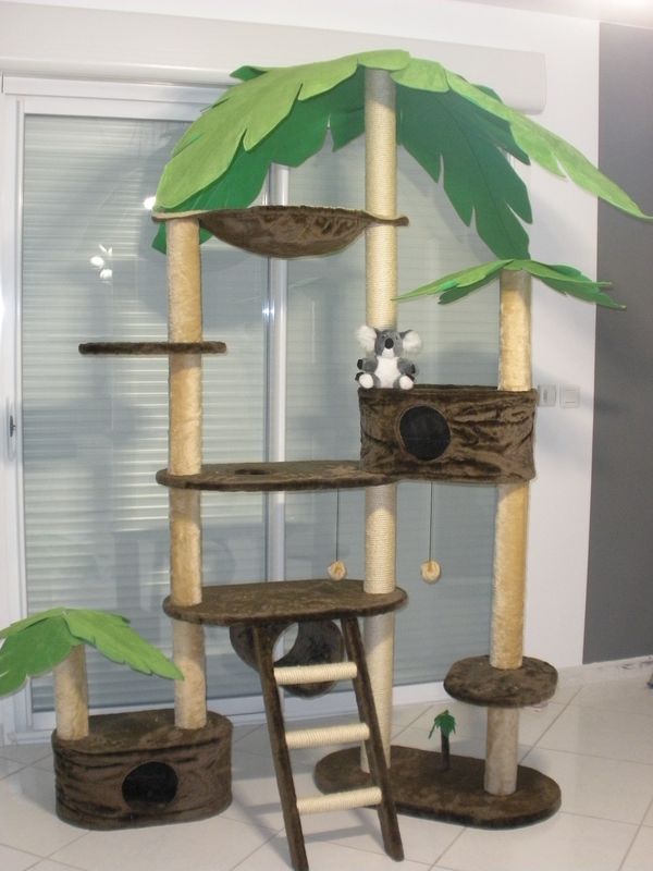 arbre a chat plante
